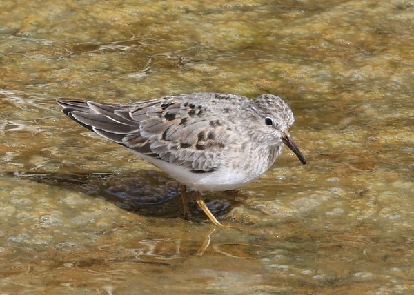 Temminck's Stint - ML342982941