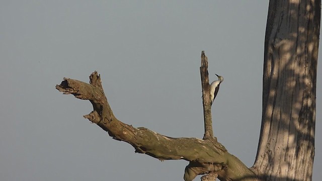White Woodpecker - ML342983391