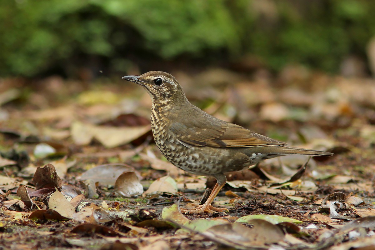 Siberian Thrush - ML342985011
