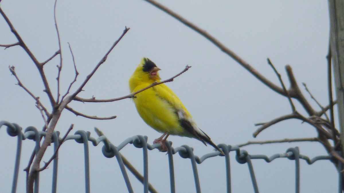 American Goldfinch - ML34298581