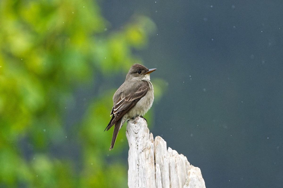 Olive-sided Flycatcher - Daniel Eslake