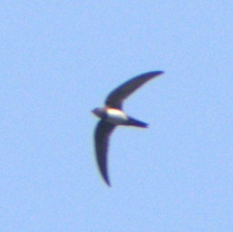 Alpine Swift - ML342989191