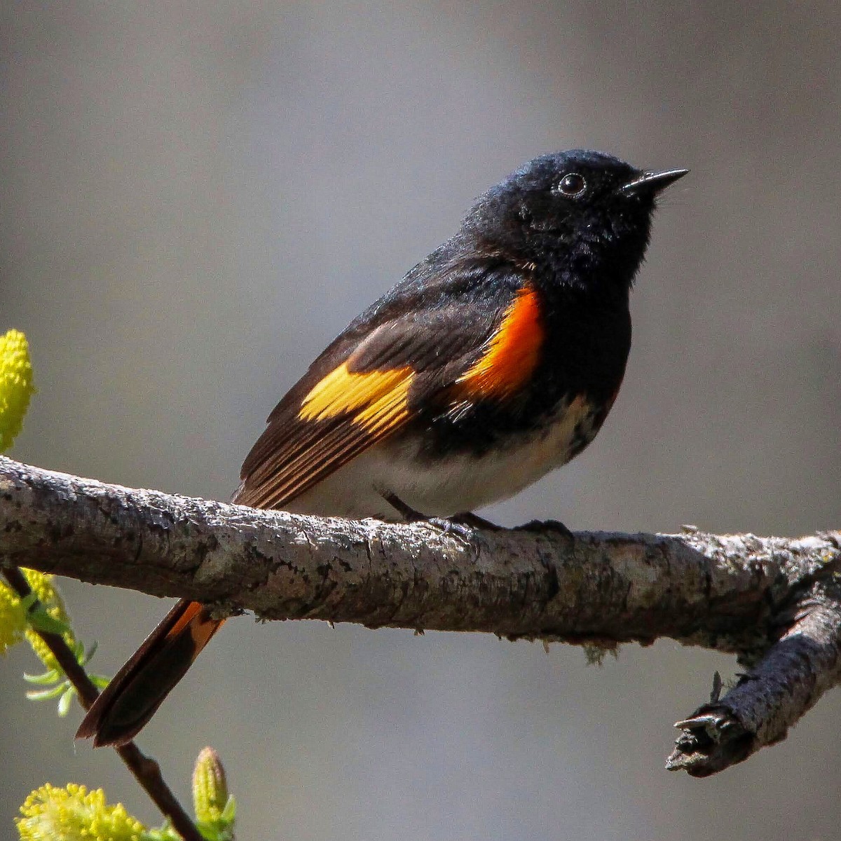 American Redstart - ML342990201