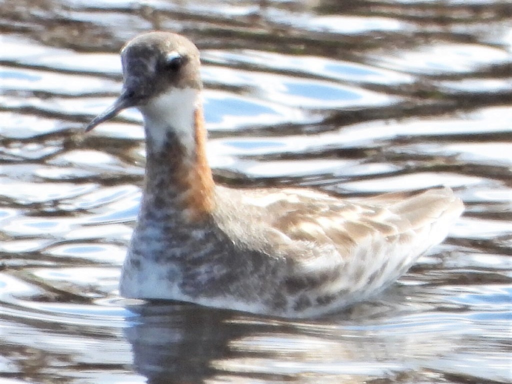 Red-necked Phalarope - Roy Lambert