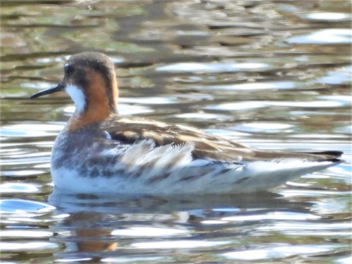 svømmesnipe - ML342991891