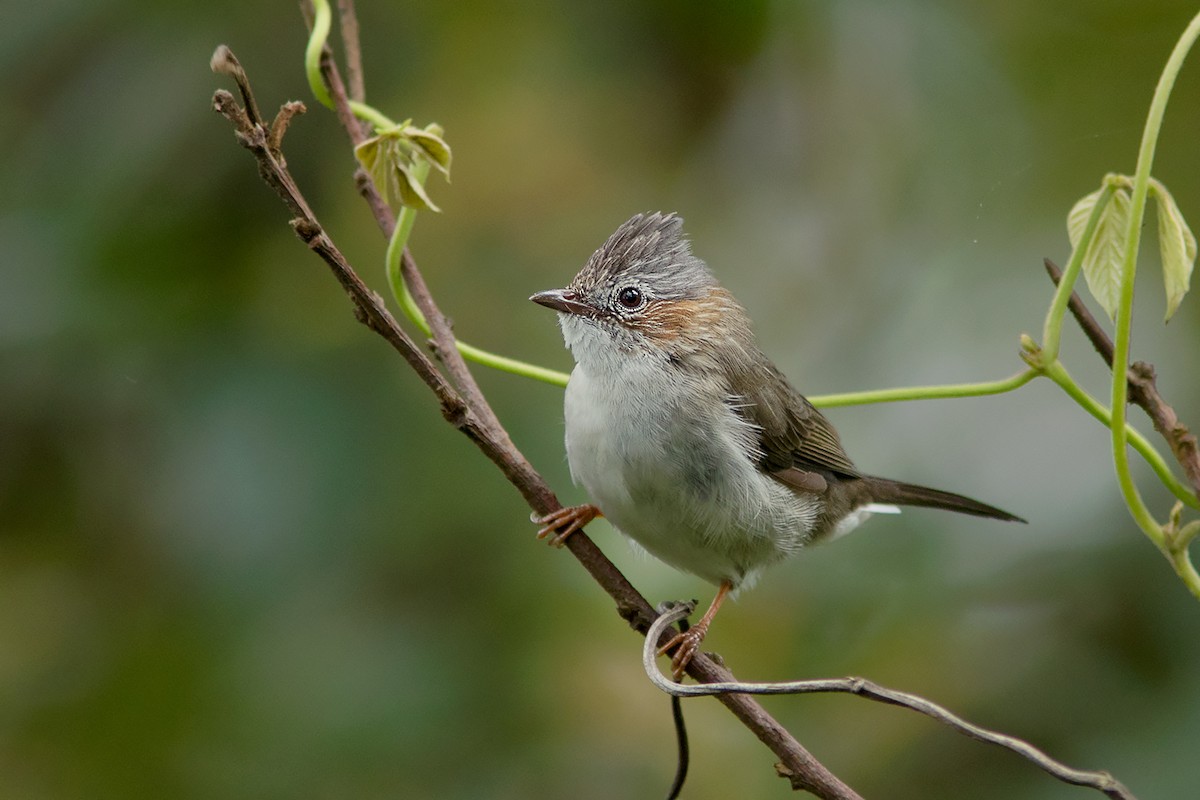 Striated Yuhina - ML342992121