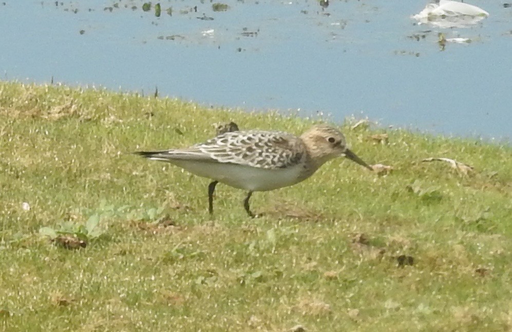 Baird's Sandpiper - ML34299451