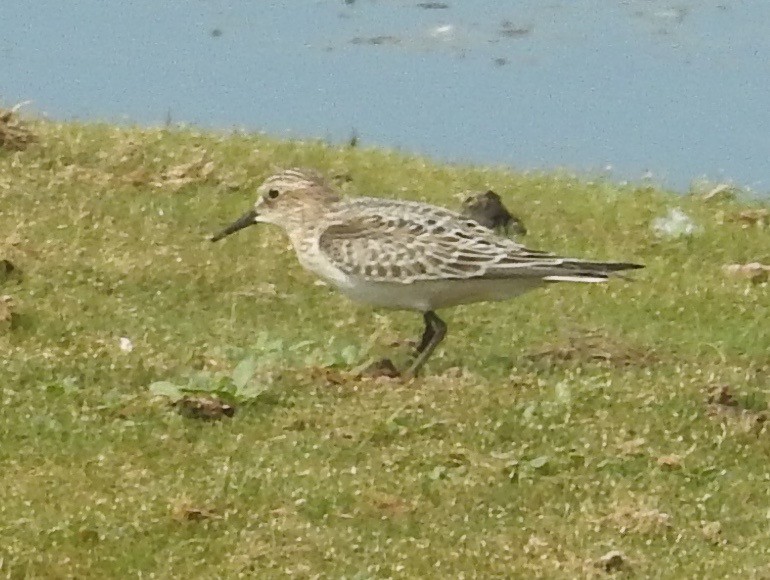 Baird's Sandpiper - Kurt Schwarz