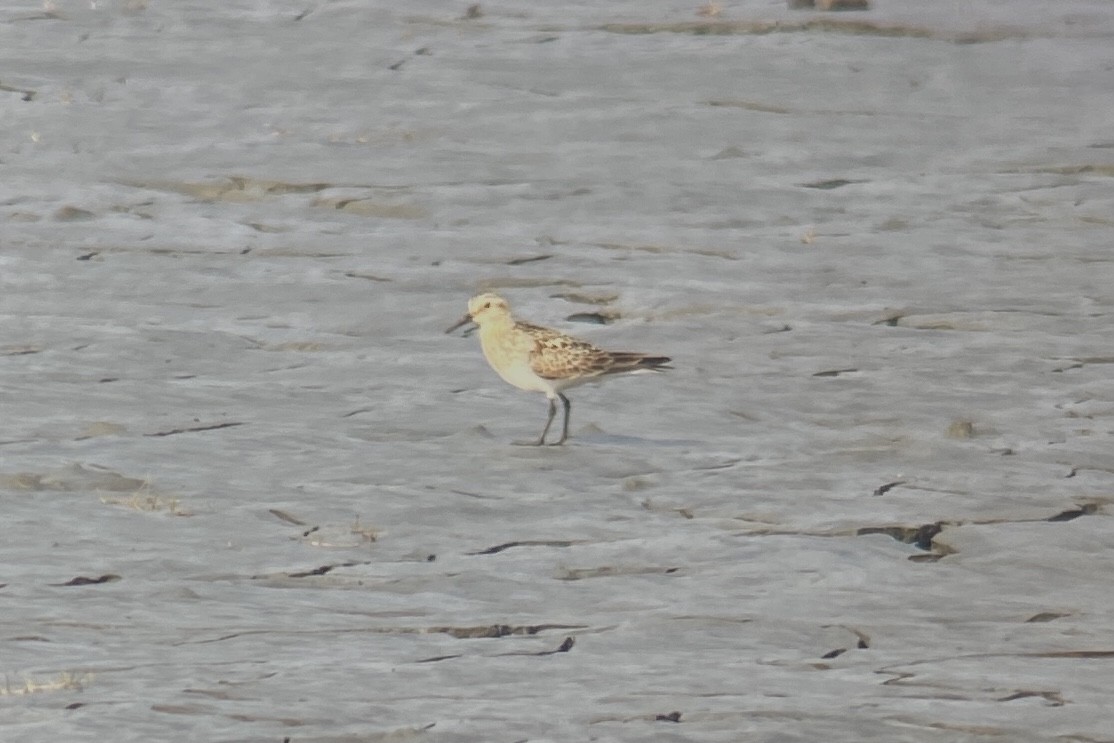 Baird's Sandpiper - ML342994911