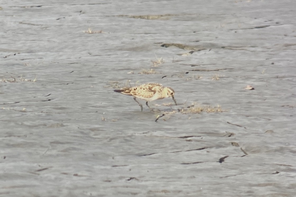 Baird's Sandpiper - ML342994921