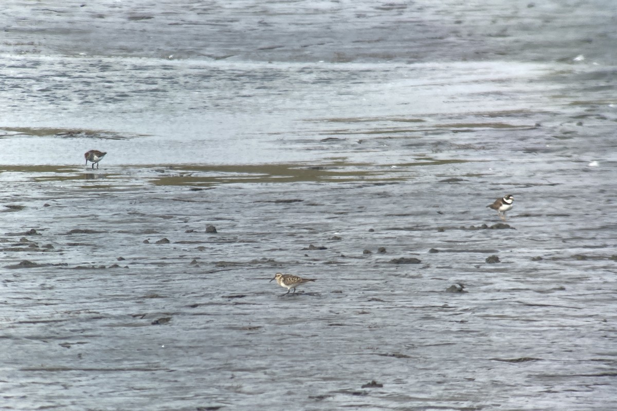 Baird's Sandpiper - ML342995151