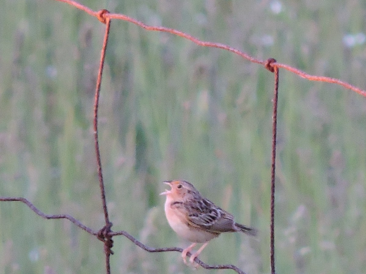 Grasshopper Sparrow - ML34299561