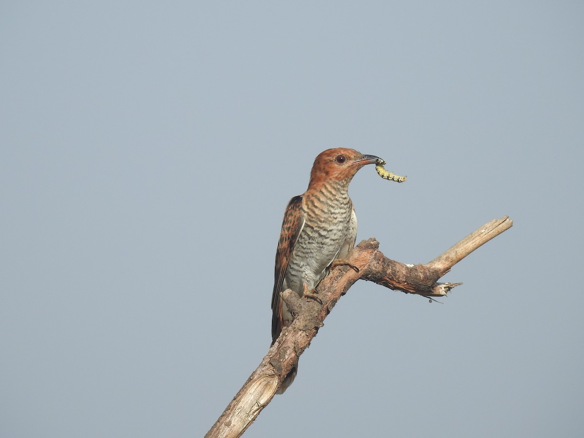 Gray-bellied Cuckoo - ML342995971