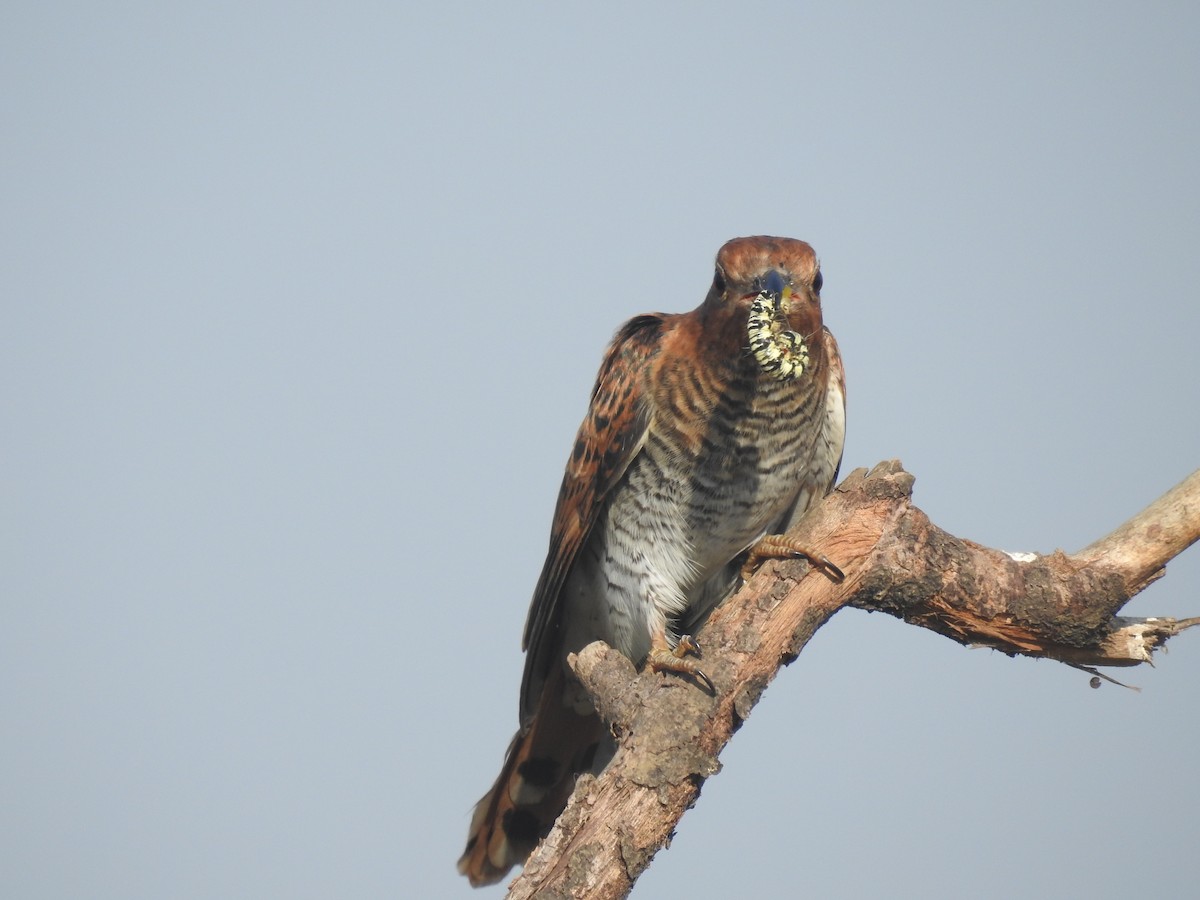 Gray-bellied Cuckoo - ML342995981