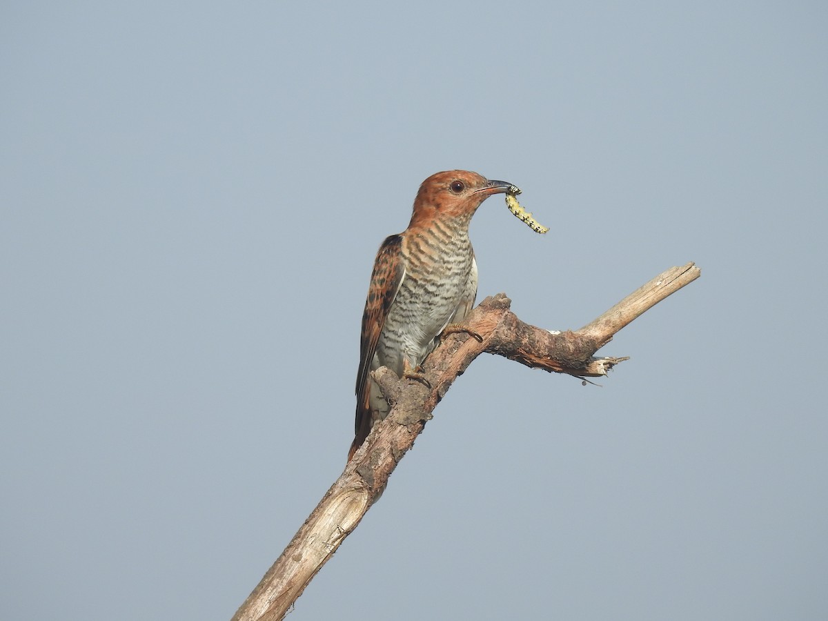 Gray-bellied Cuckoo - ML342995991