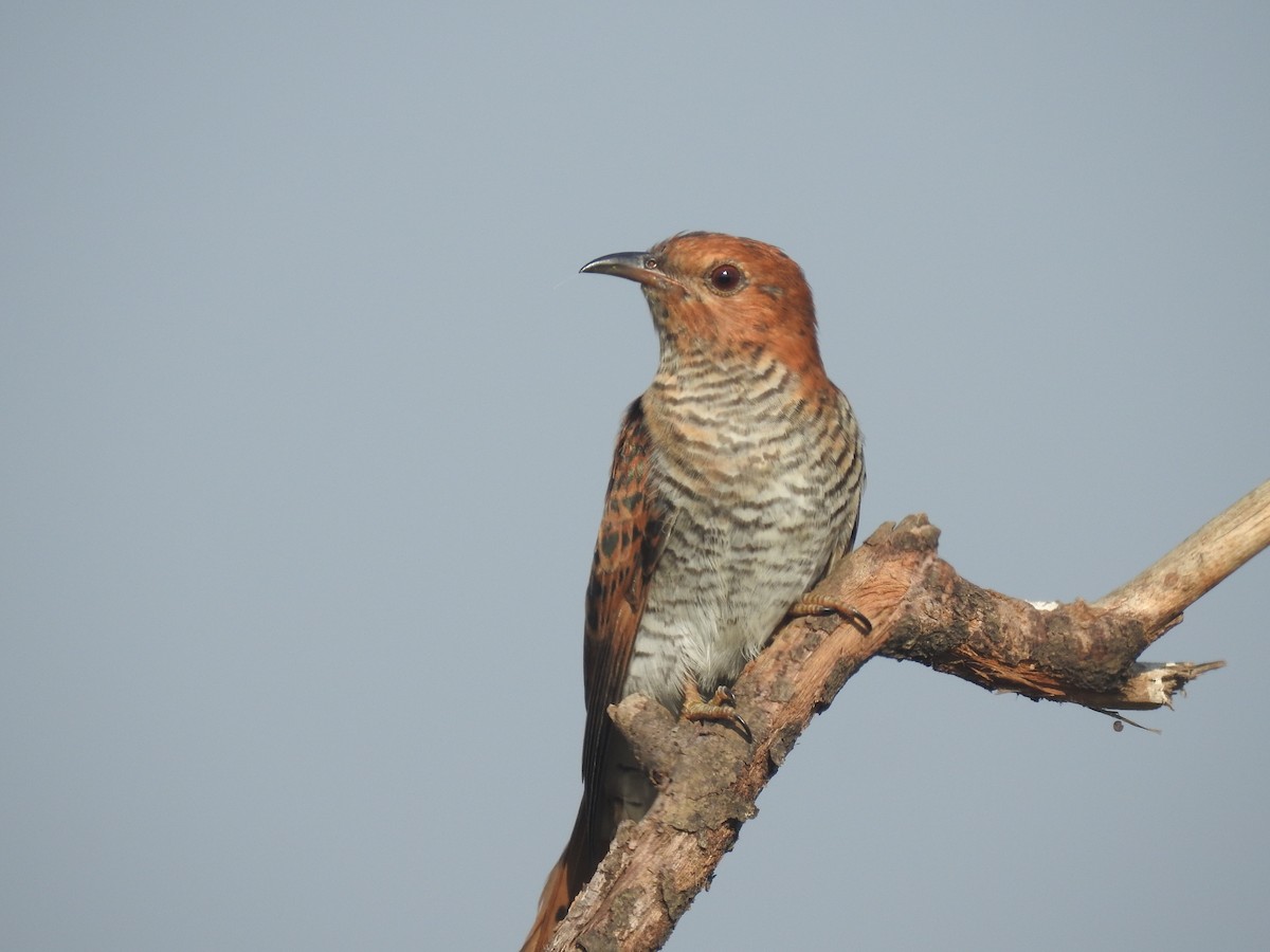 Gray-bellied Cuckoo - ML342996001