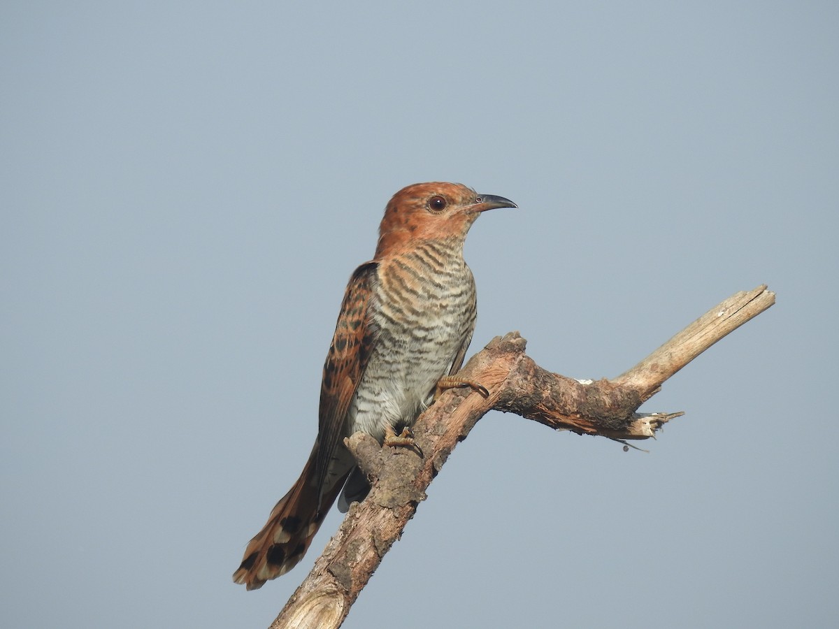 Gray-bellied Cuckoo - ML342996011