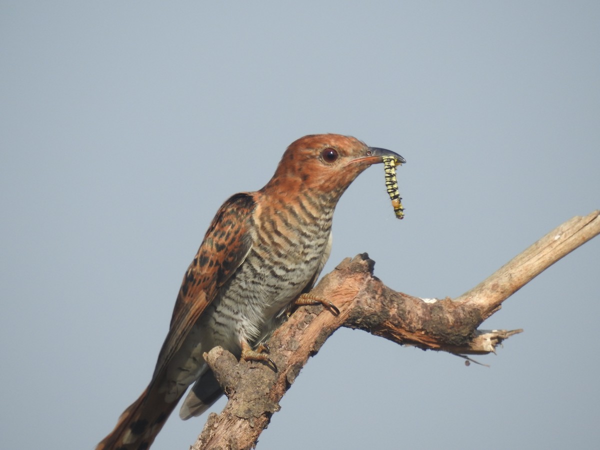 Gray-bellied Cuckoo - ML342996021