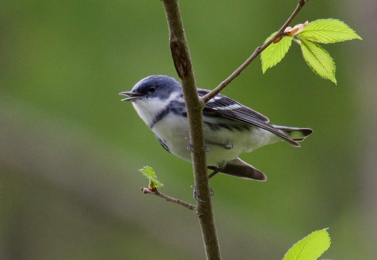 Cerulean Warbler - ML342997501
