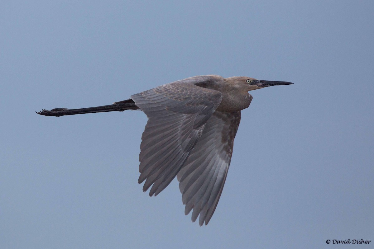 Reddish Egret - ML34299991