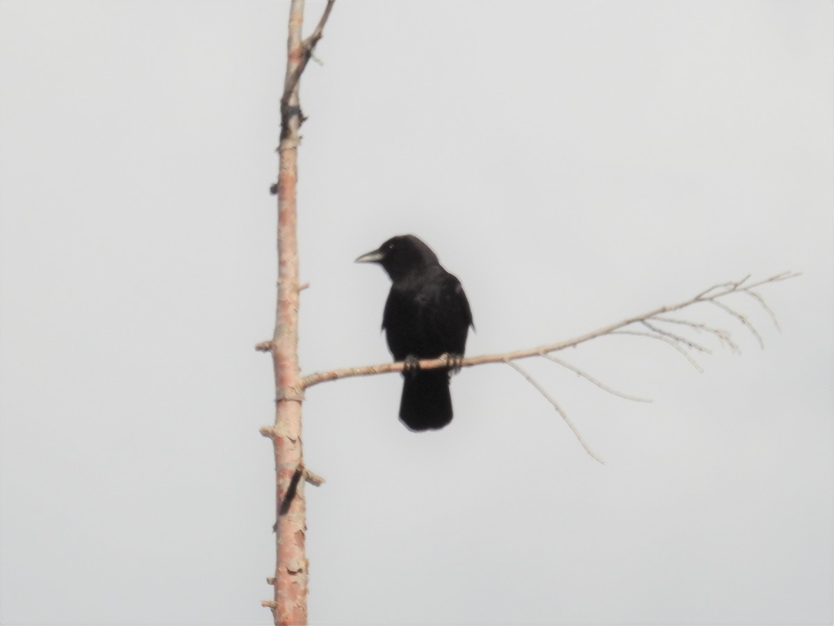 American Crow - Erik Bergman