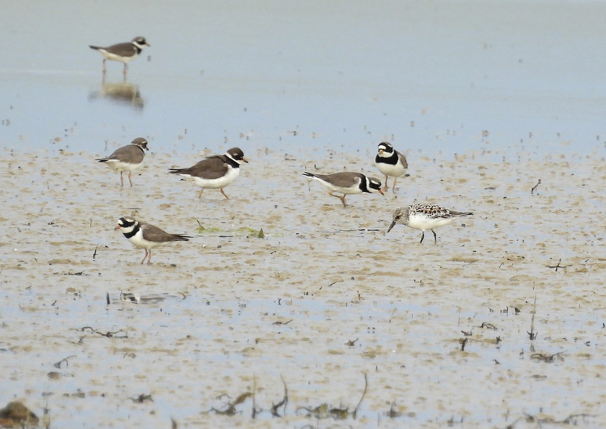 Bécasseau sanderling - ML343003421