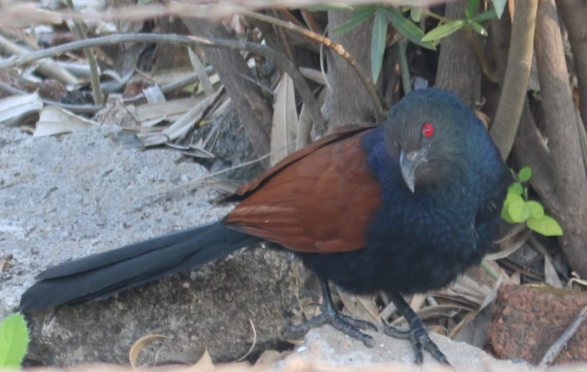 Greater Coucal - ML343003591