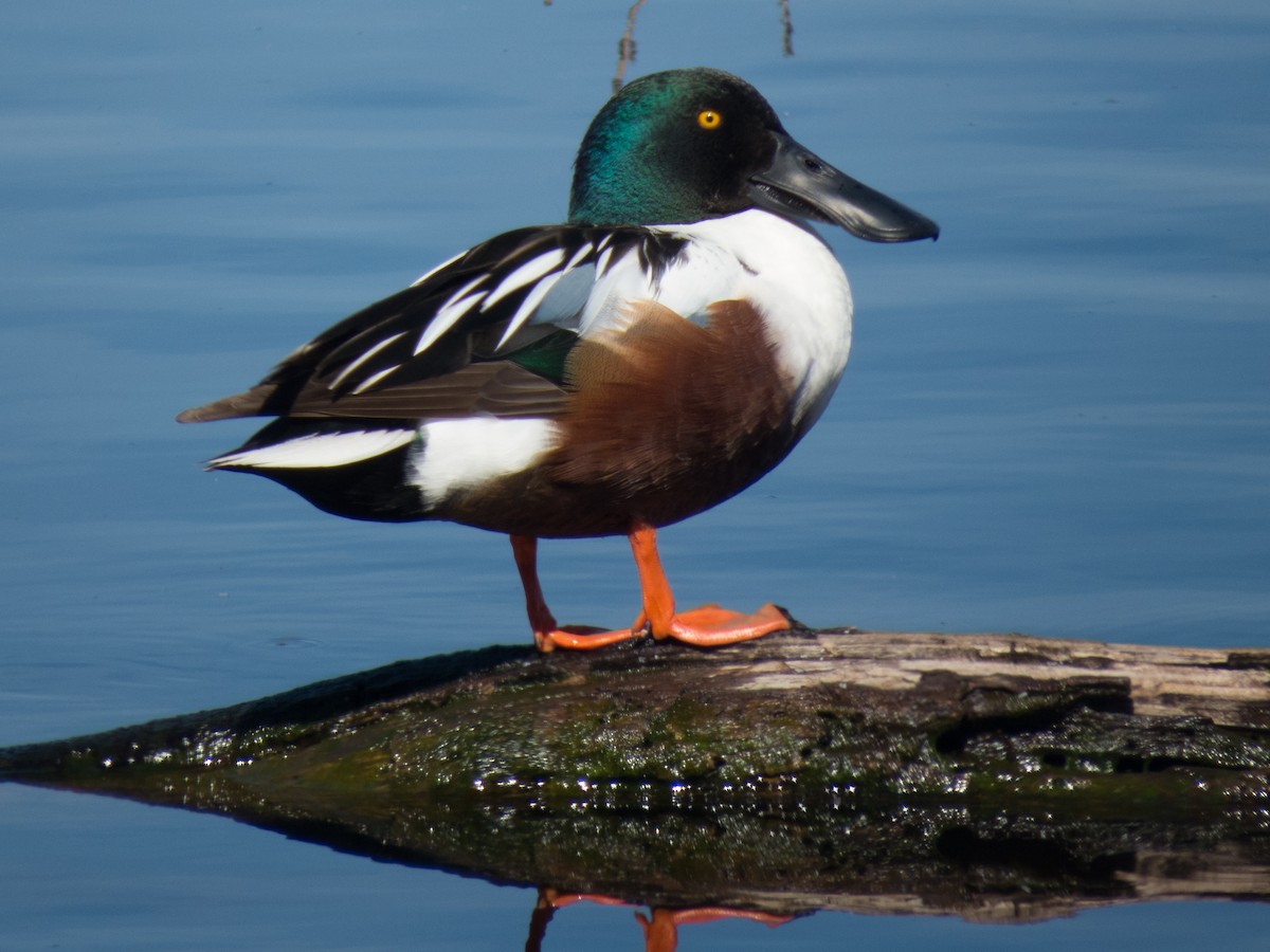 Northern Shoveler - ML34300381