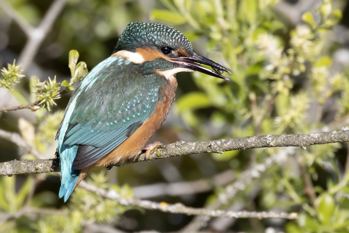 Common Kingfisher - ML343003961