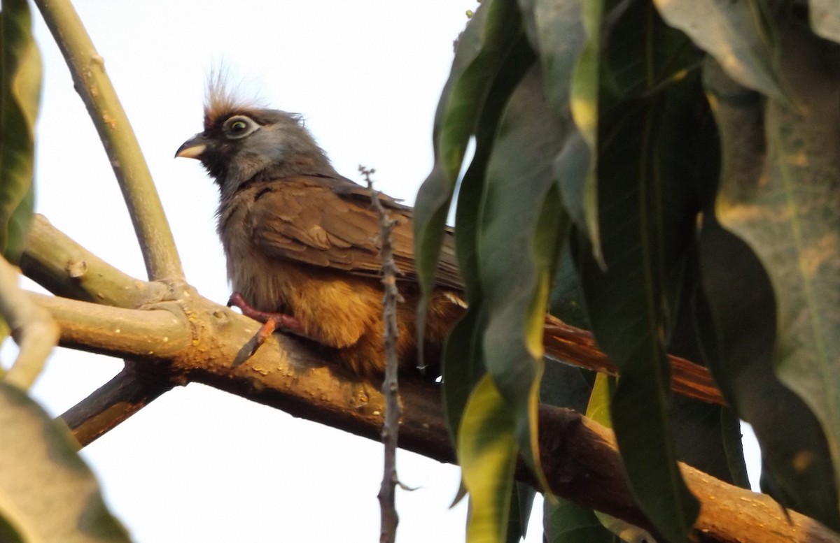 Speckled Mousebird - ML343005341