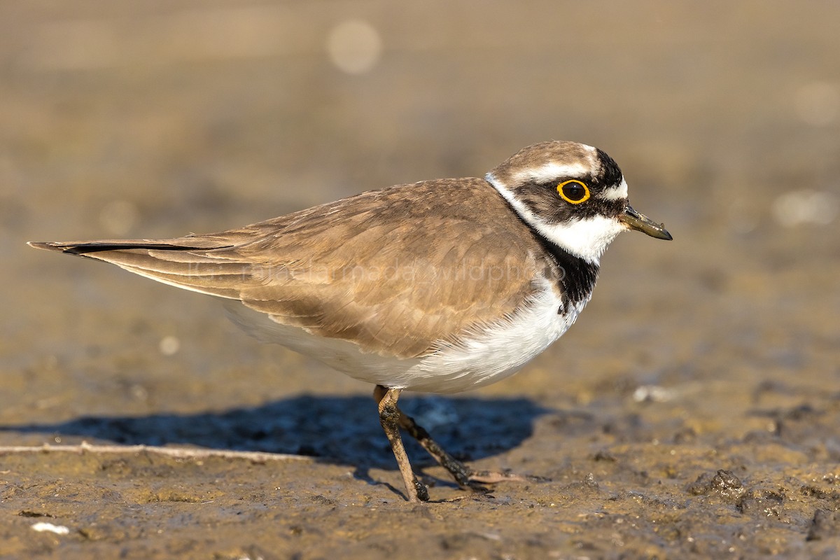 Little Ringed Plover - ML343005381