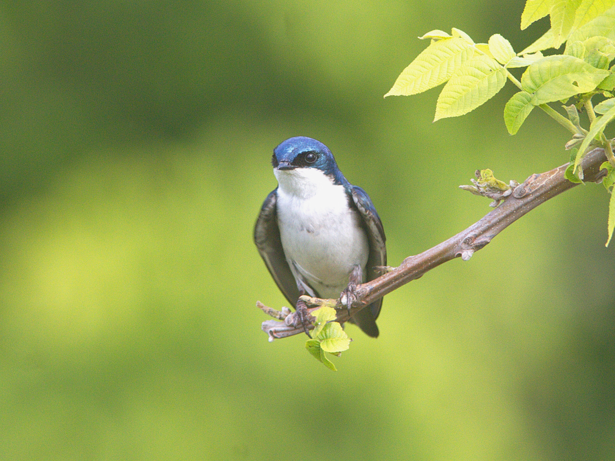 Tree Swallow - Stan Chapman