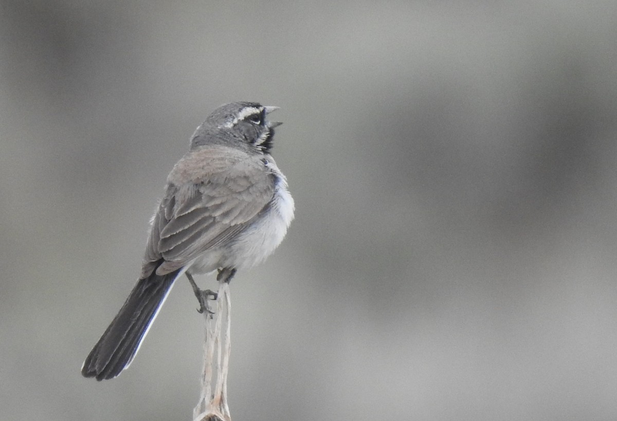 Black-throated Sparrow - ML343006411