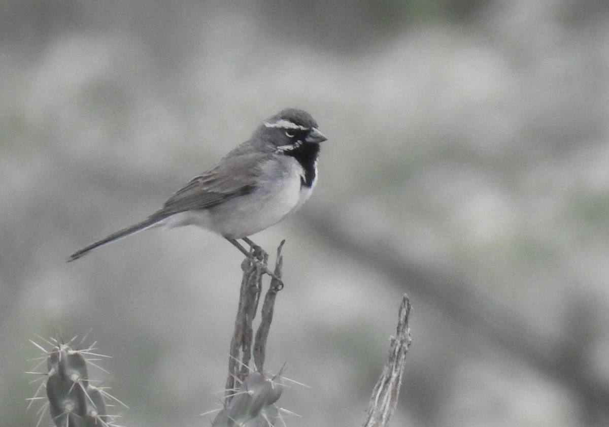 Black-throated Sparrow - ML343006421