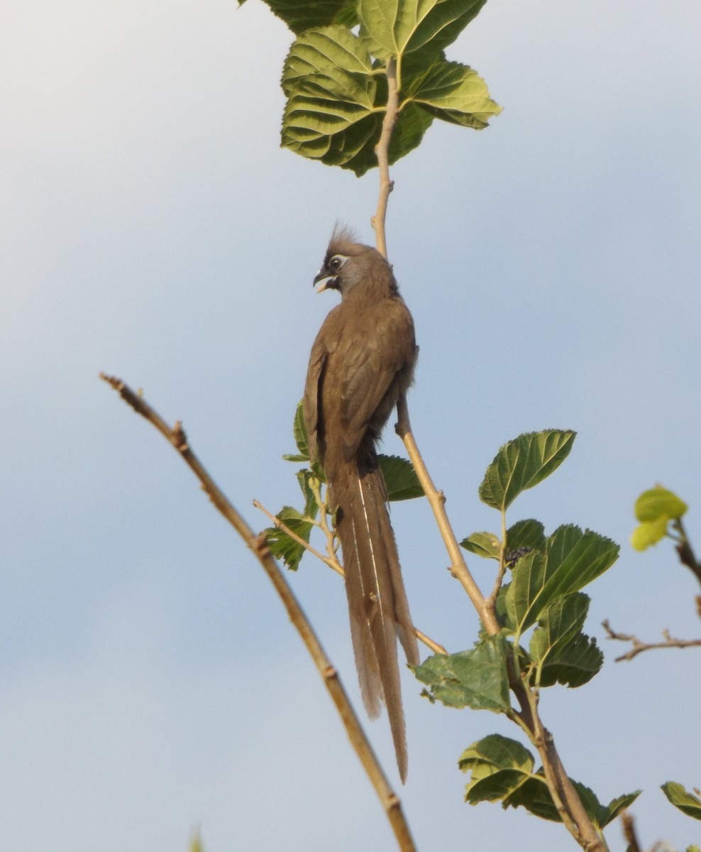 Speckled Mousebird - ML343006481