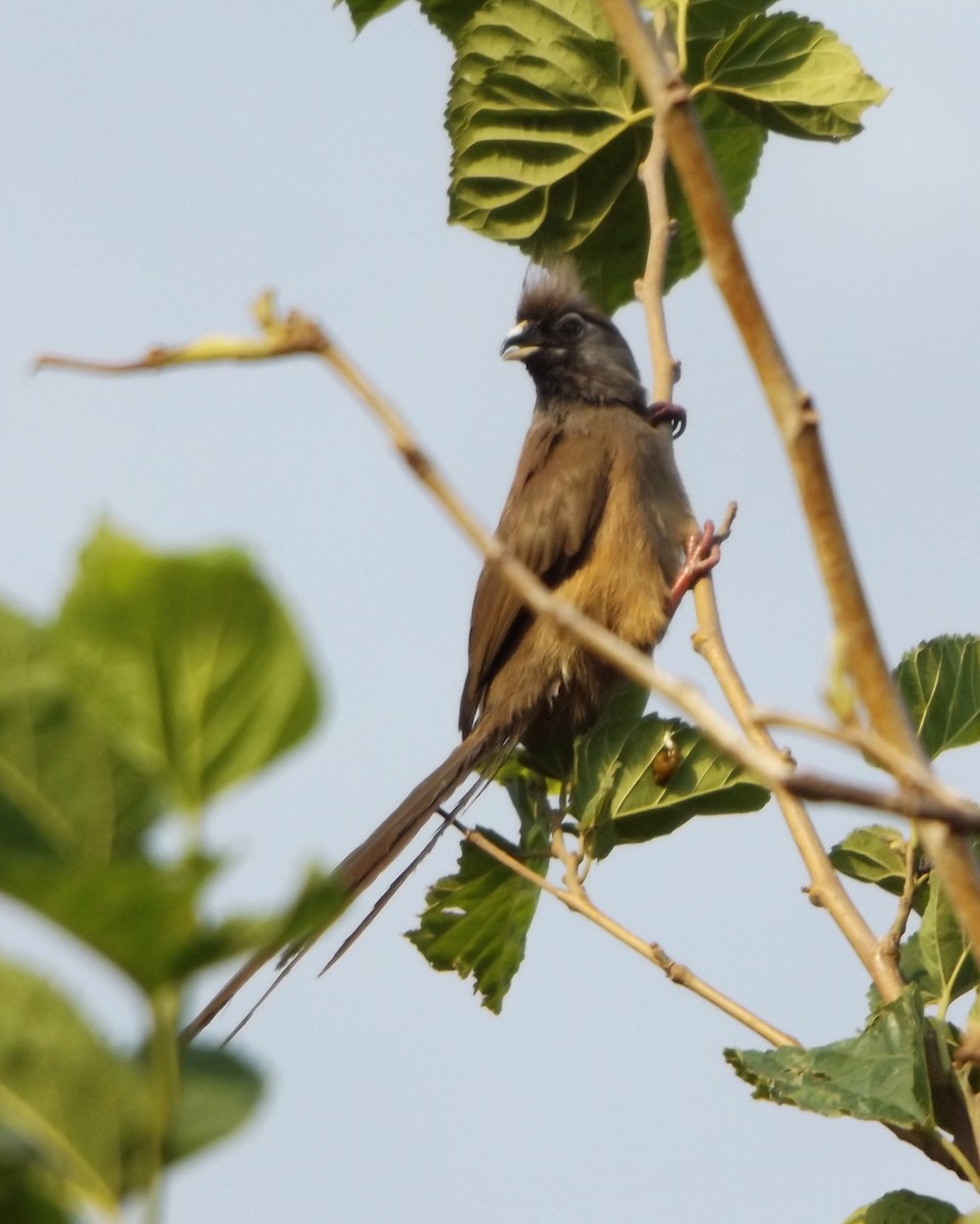 Speckled Mousebird - ML343006491