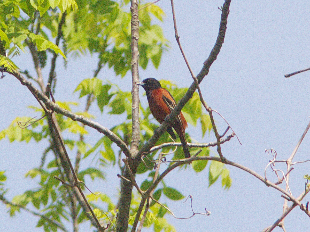 Oriole des vergers - ML343006661