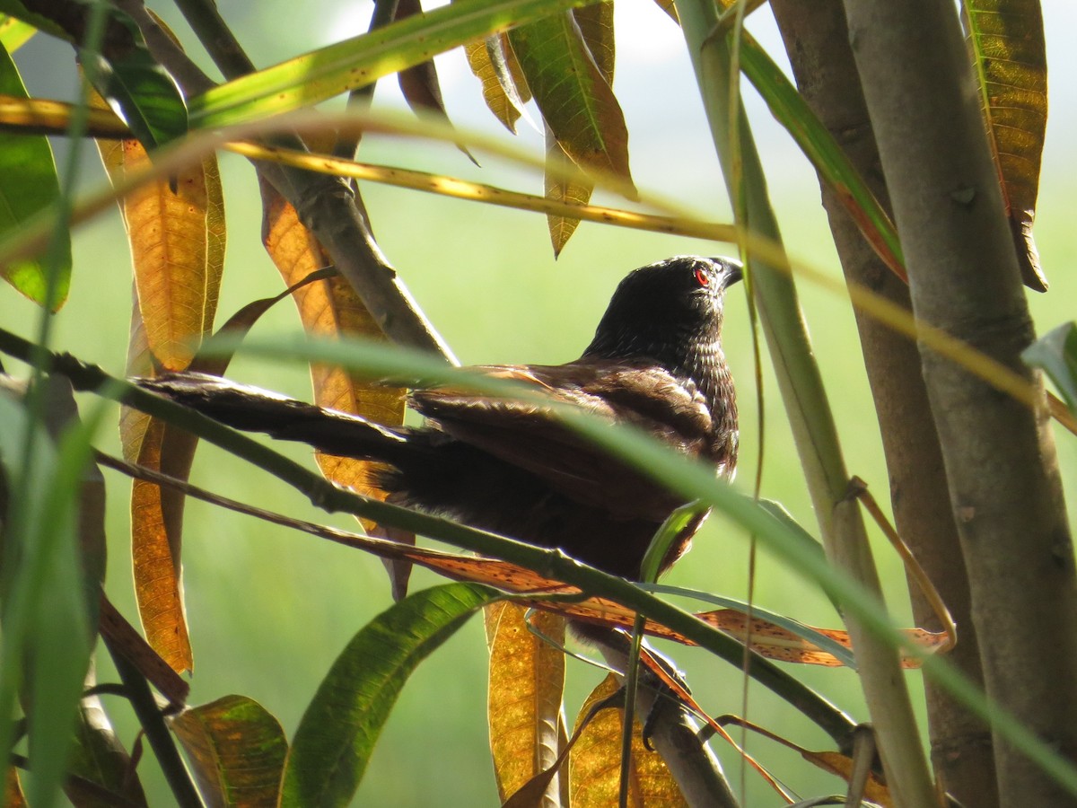 Senegal Coucal - ML343006831