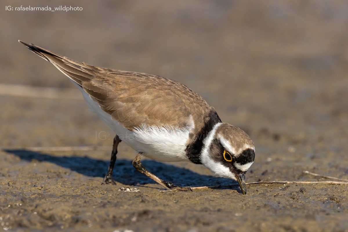 Little Ringed Plover - ML343007451