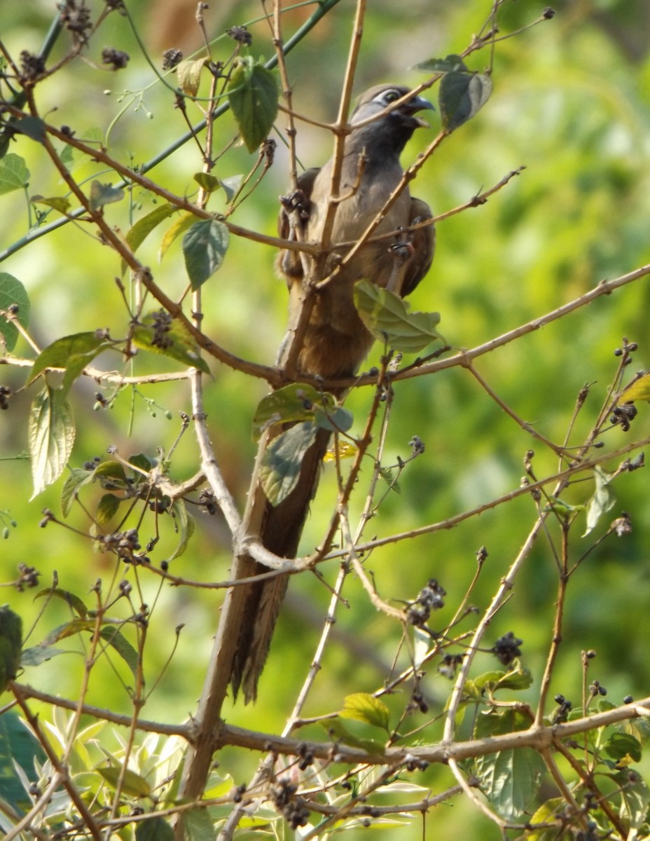 Speckled Mousebird - ML343007971