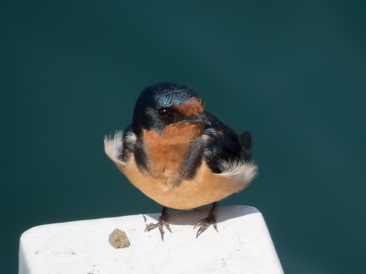 Barn Swallow - Glenn Kincaid:GreenBigYear