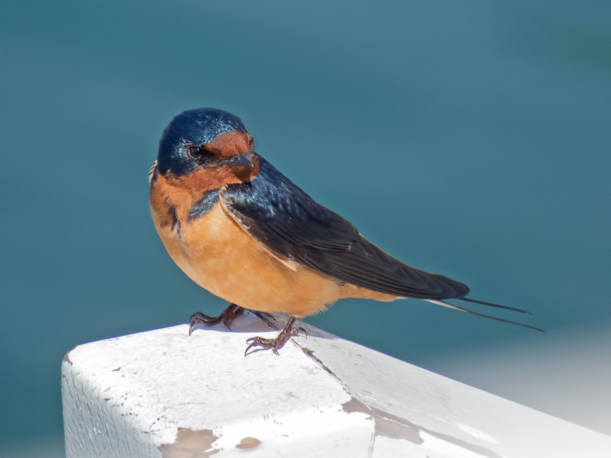 Golondrina Común - ML34300891