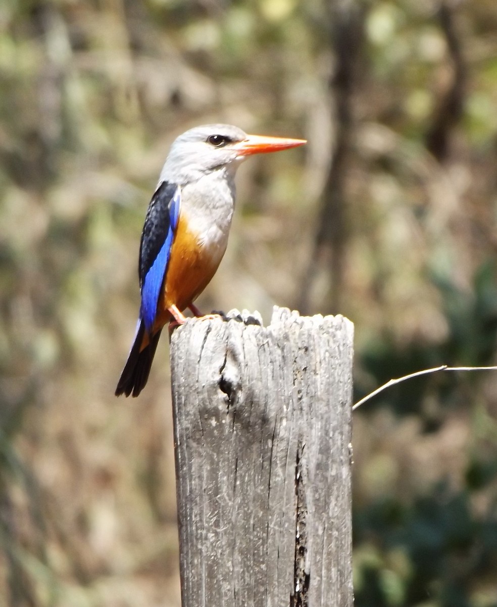 Gray-headed Kingfisher - ML343010301