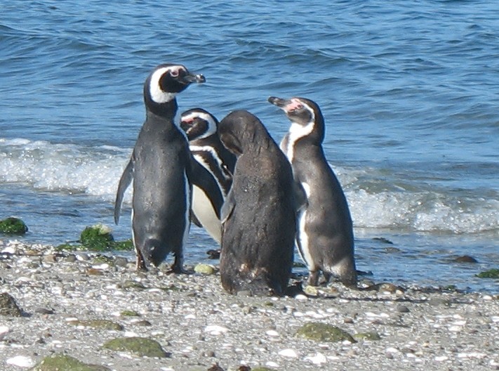 Pingüino de Humboldt - ML34301031
