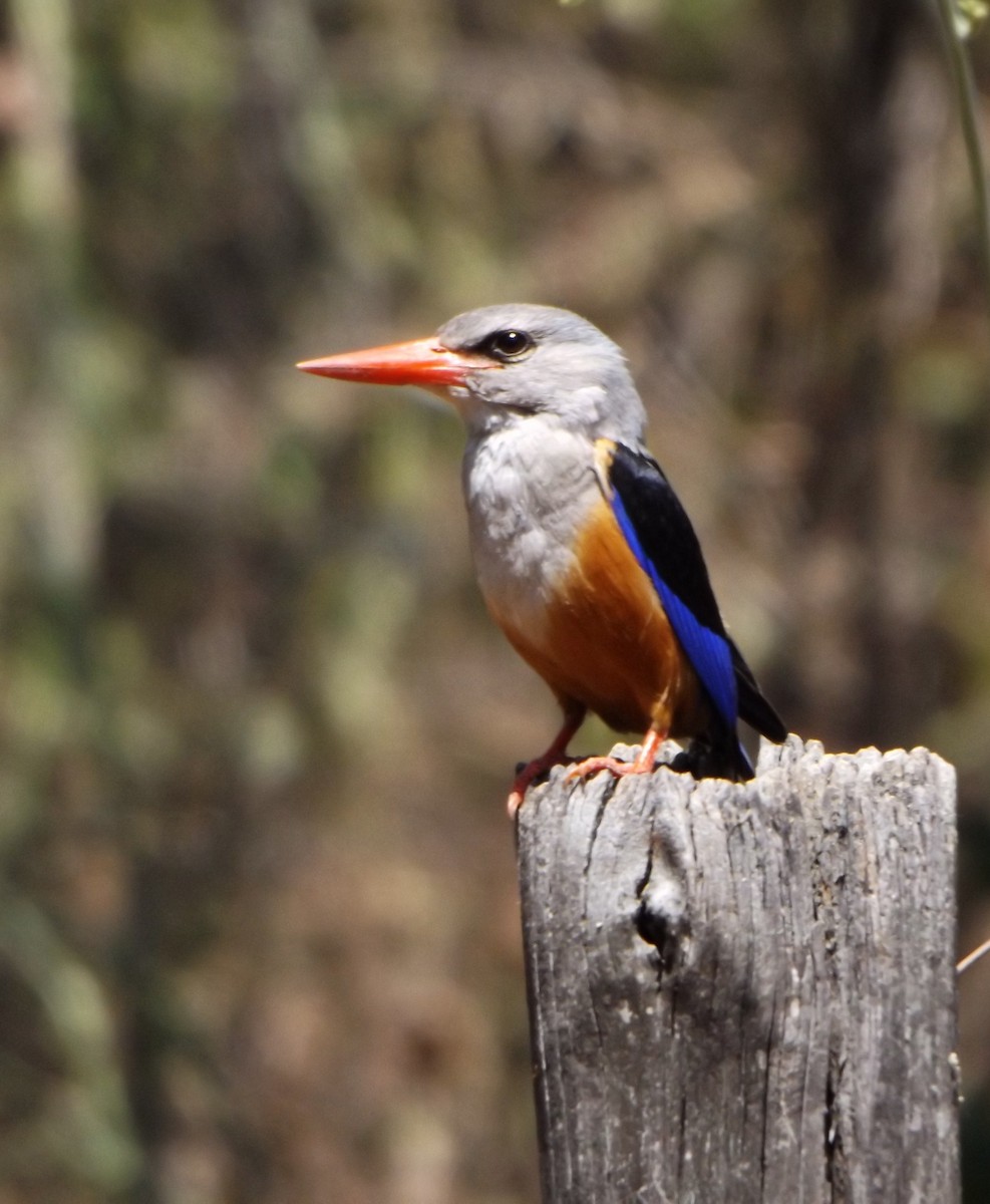 Gray-headed Kingfisher - ML343010311