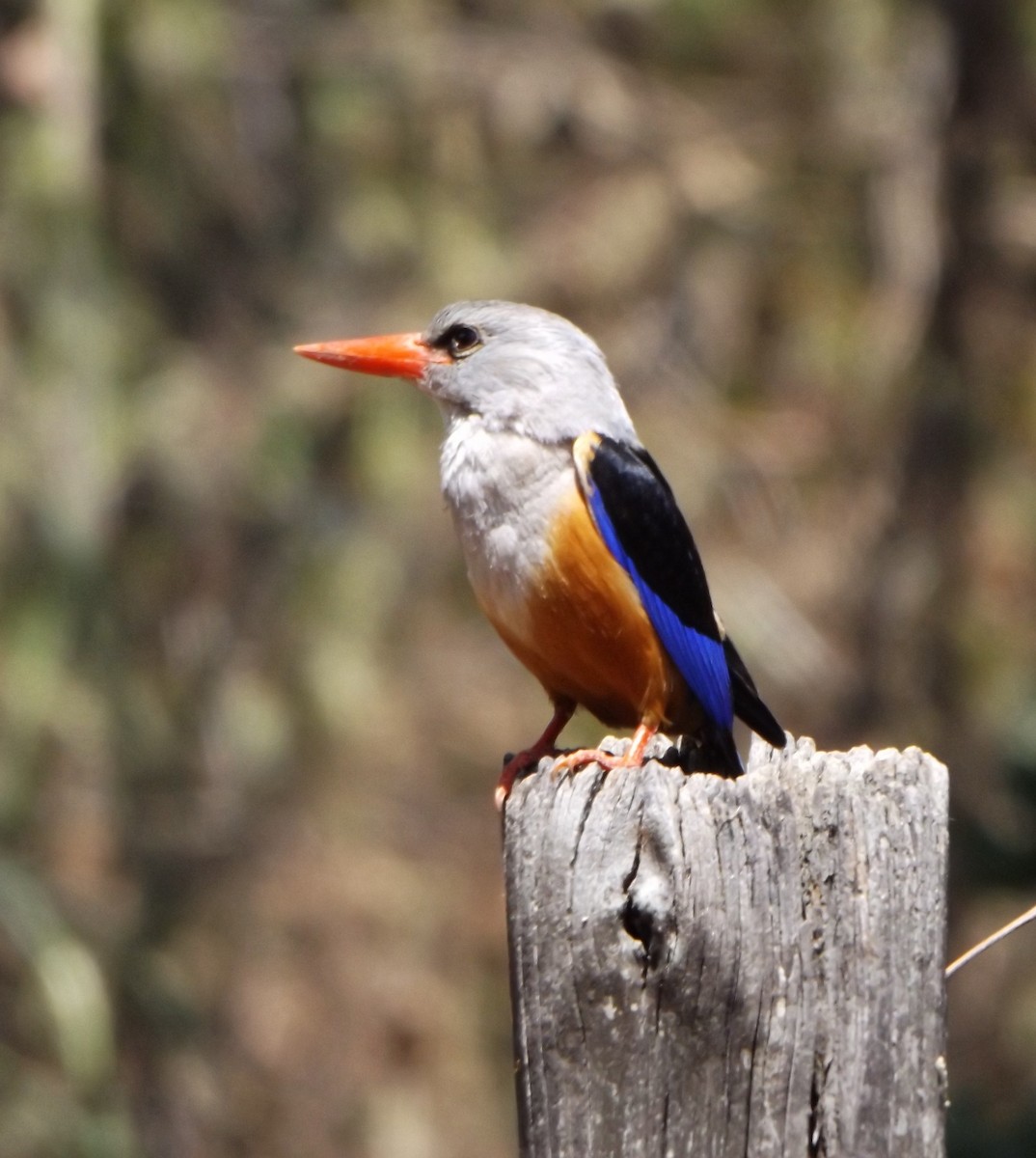 Gray-headed Kingfisher - ML343010361