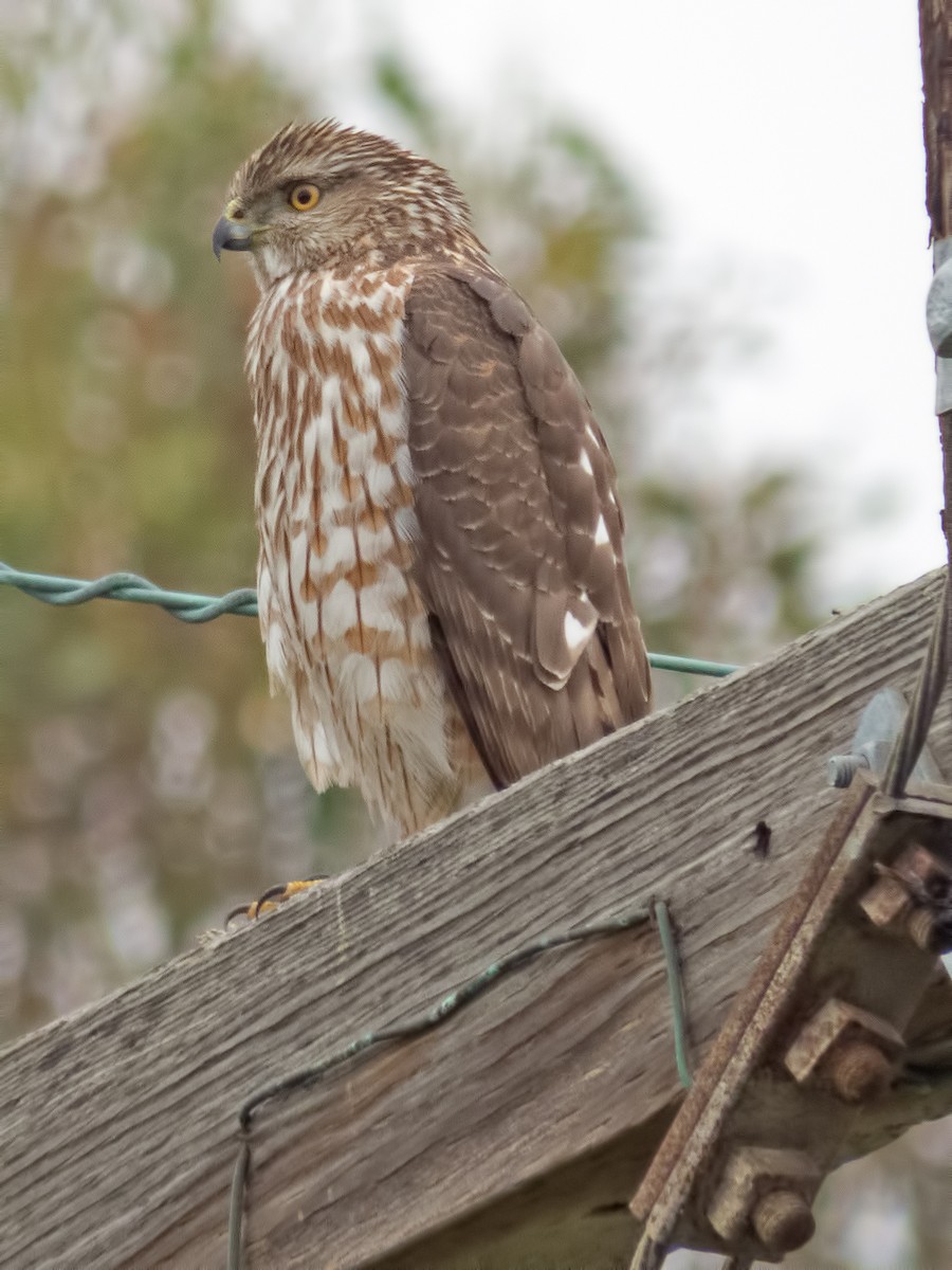 Sharp-shinned Hawk - ML34301071