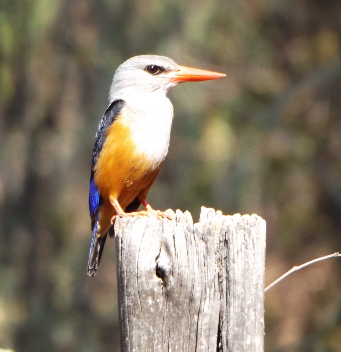 Gray-headed Kingfisher - ML343010901