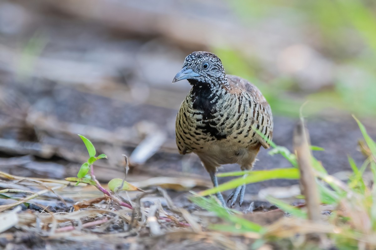 Barred Buttonquail - ML343011051