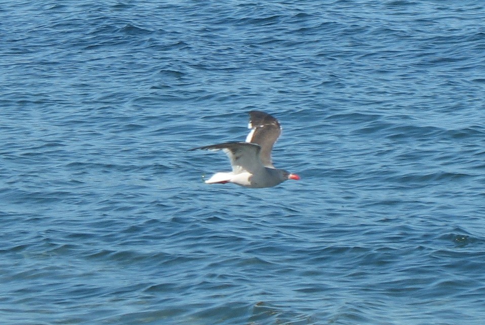 Gaviota Patagona - ML34301121